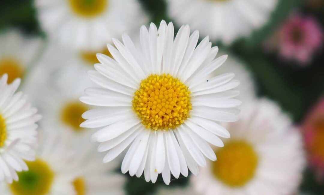 Explore the Dazzling Daisy's Many Uses in April's Delight