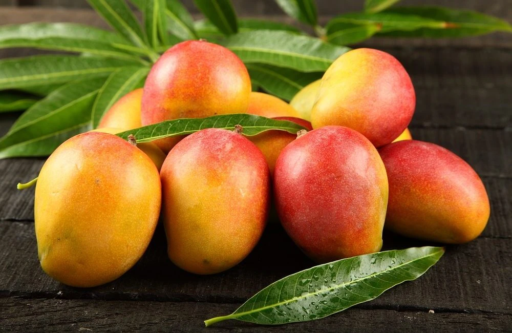 Mango export india to canada
